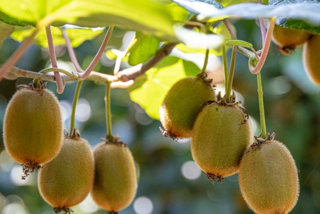 how to pick ripe kiwi