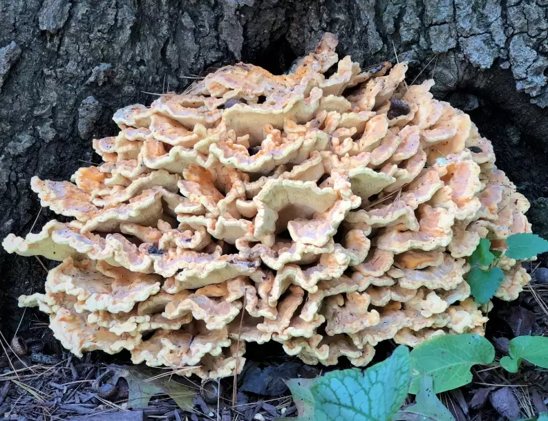 hen of the woods mushroom