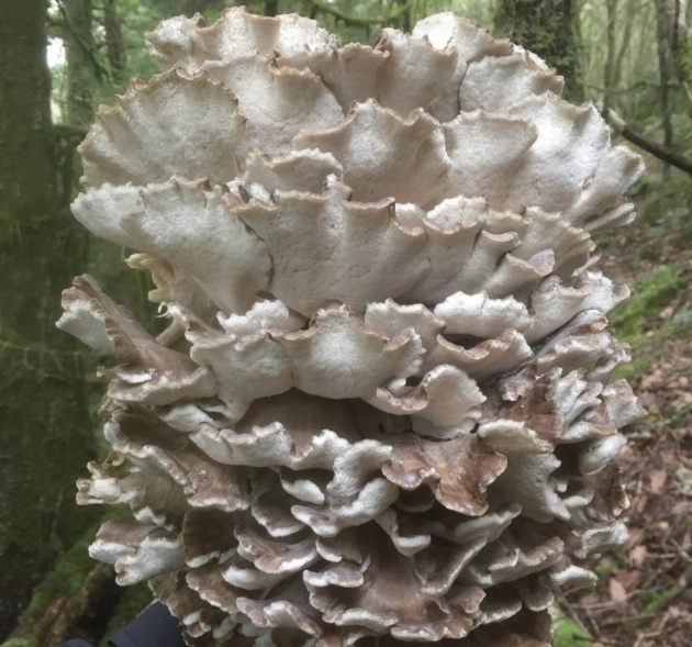 how to cook hen of the woods