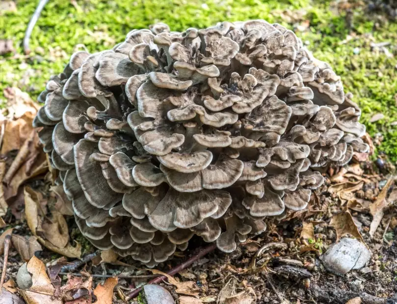hen of the woods mushroom