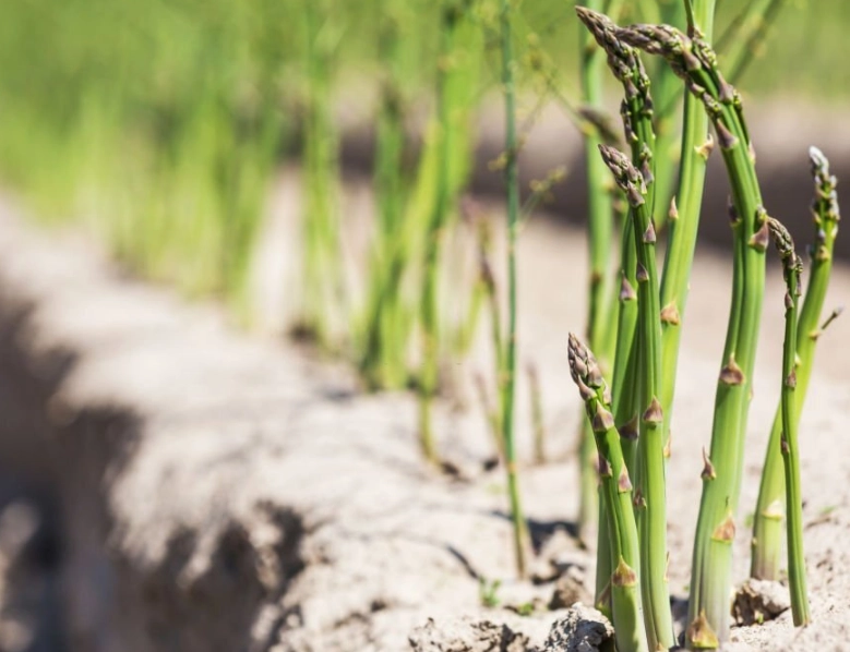 how to grow asparagus