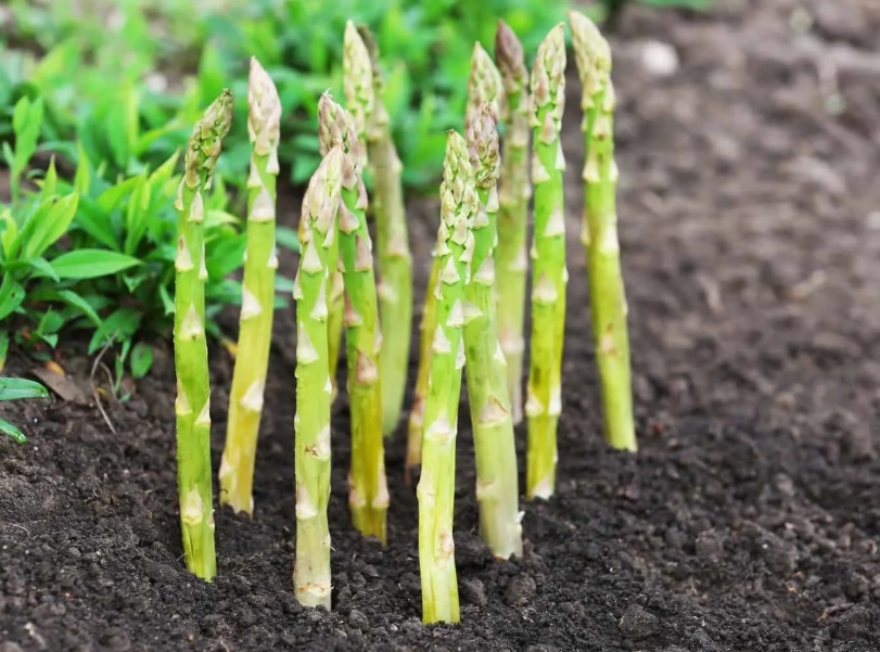how to grow asparagus