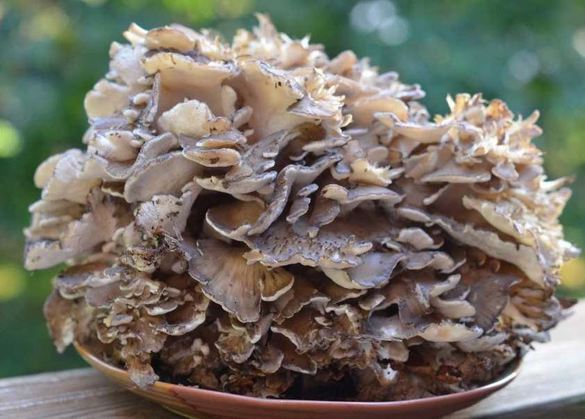 how to cook hen of the woods