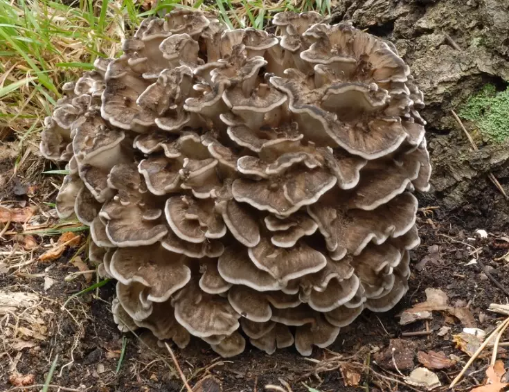maitake mushroom identification