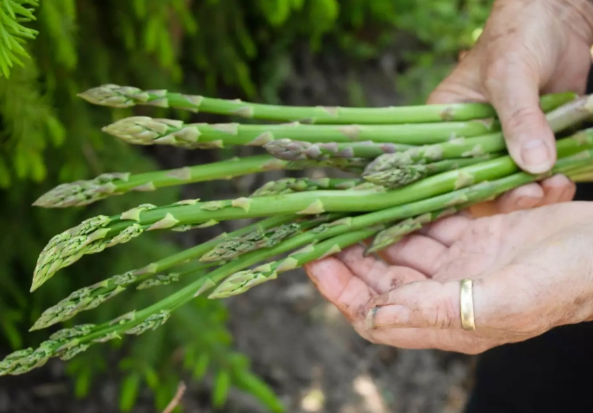 asparagus plant stages