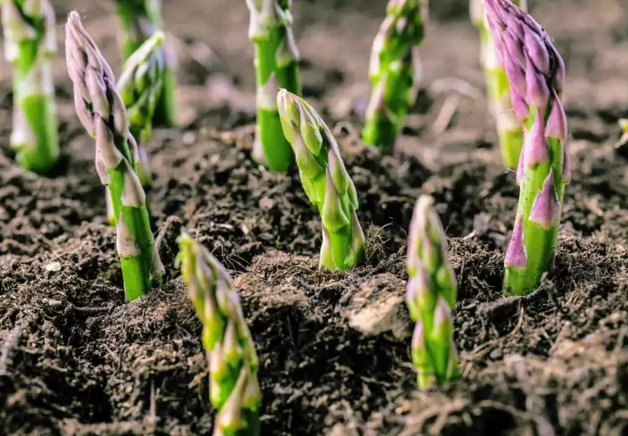 asparagus plant stages