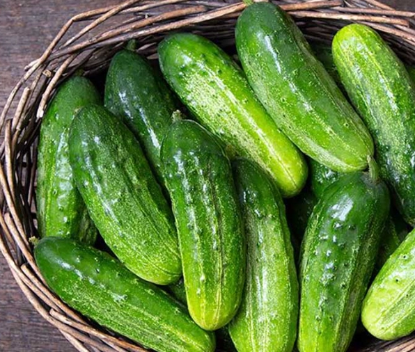 pickling cucumber varieties