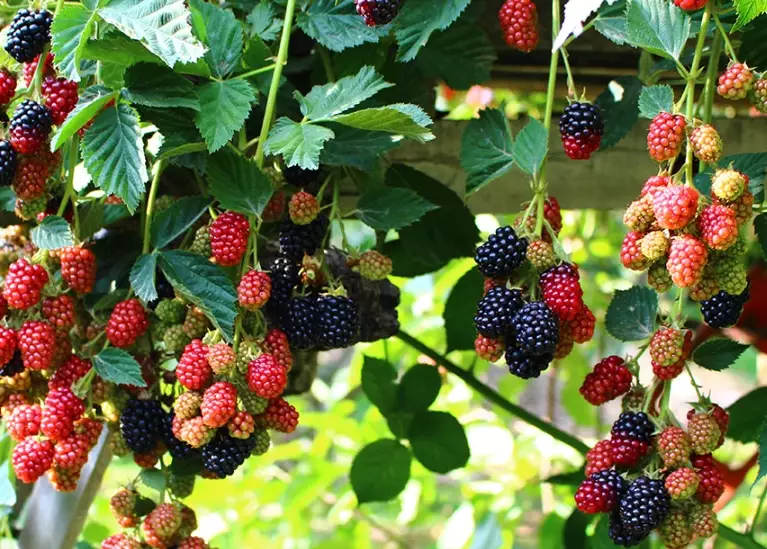 when are blackberries in season