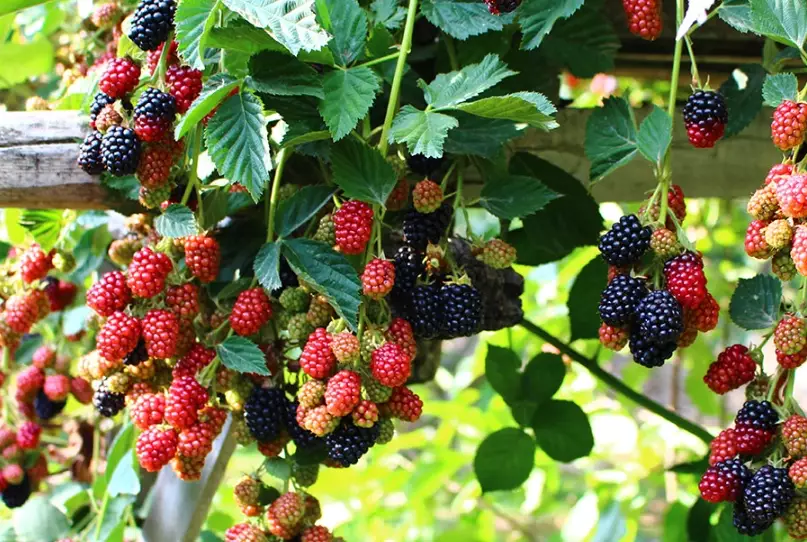 blackberry harvest time