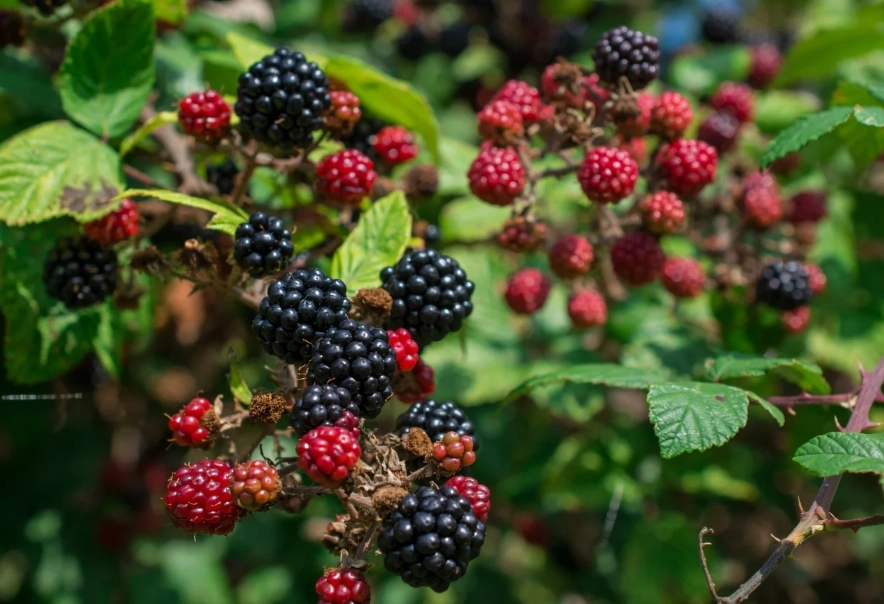 when is blackberry season