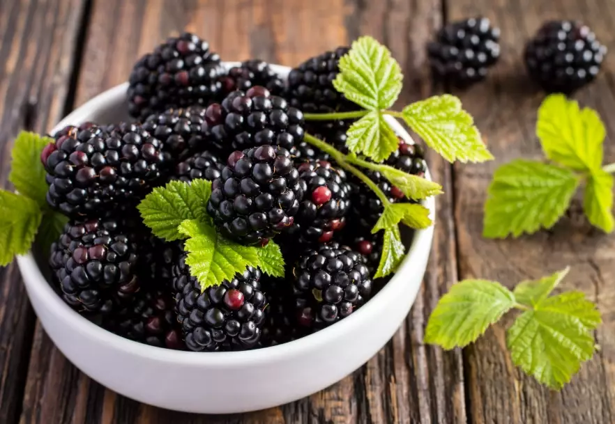 when is blackberry season