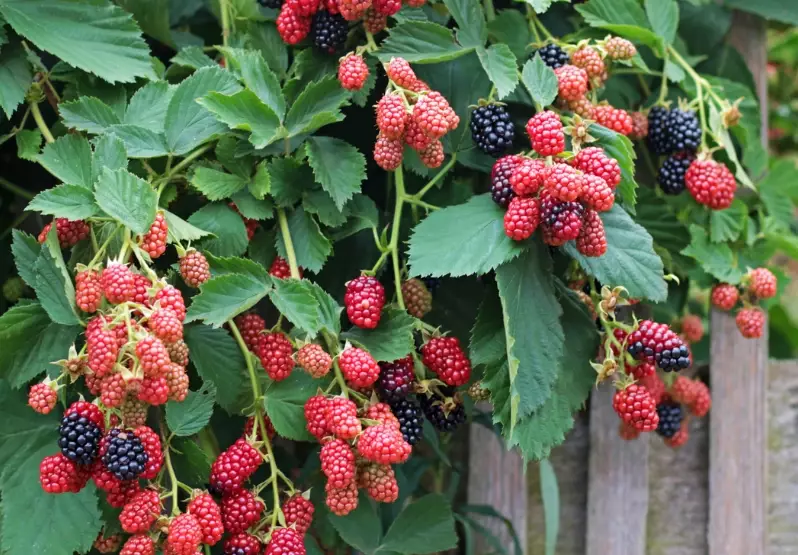 ripe blackberries in season