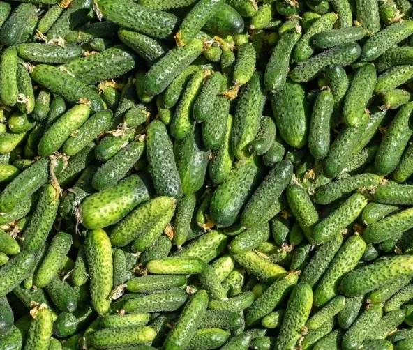 pickling cucumber varieties