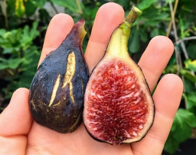 when is fig season