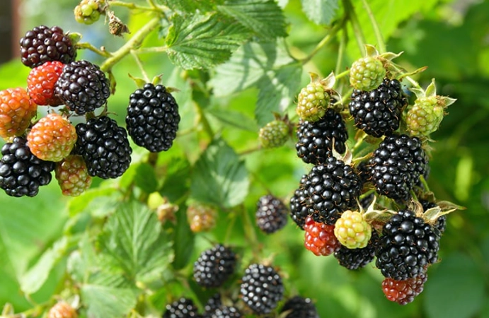 blackberry picking season