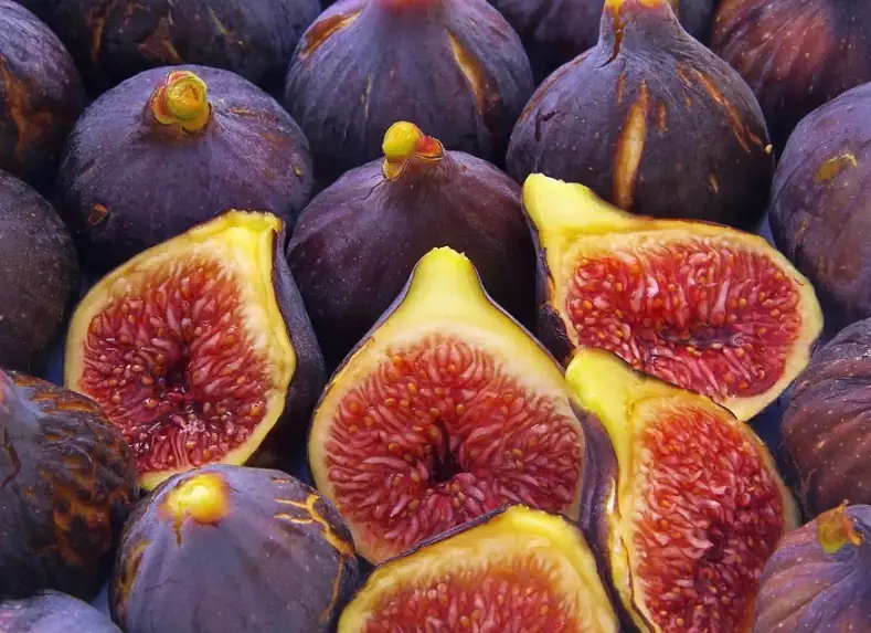 when is fig season