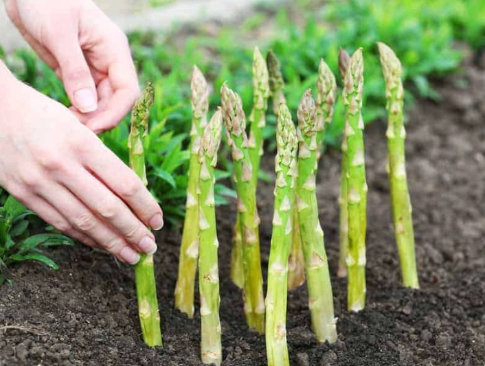 asparagus growing guide