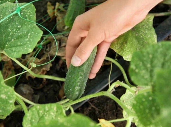 how to tell if a cucumber is ripe