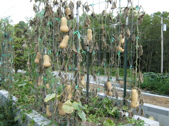DIY squash trellis