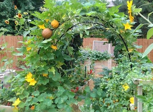 growing butternut squash vertically