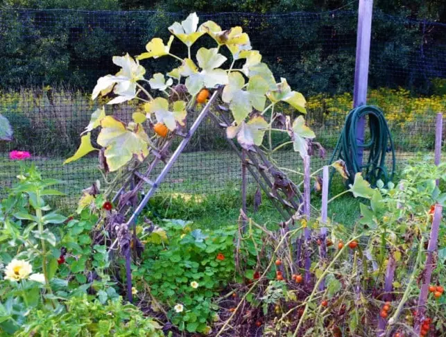 growing butternut squash vertically