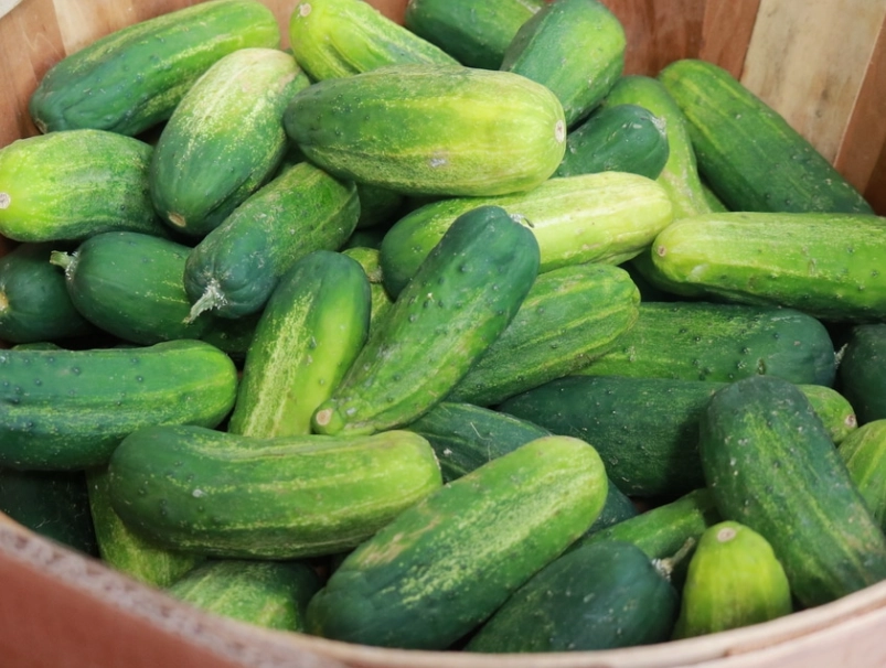 when to harvest cucumbers