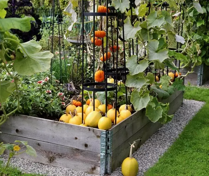 DIY squash trellis