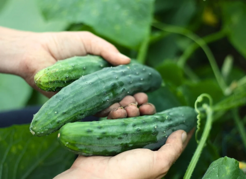 when to harvest cucumbers