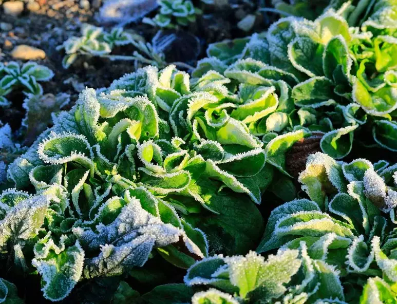 vegetables in season by month