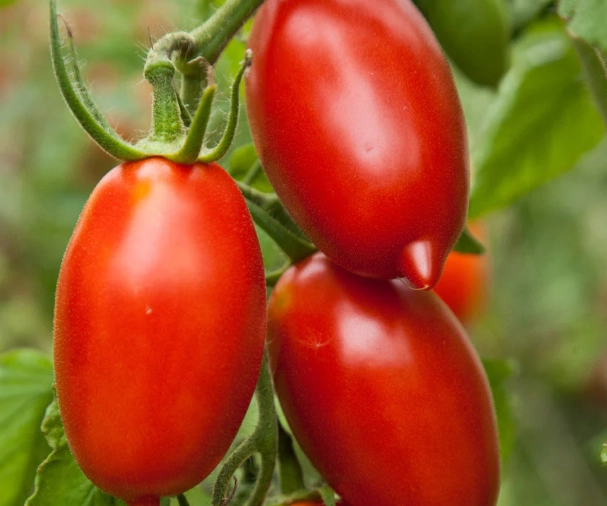 homemade tomato paste
