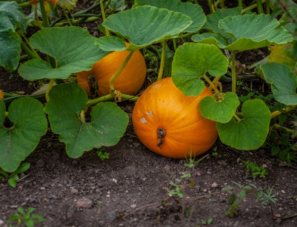 butternut pumpkin harvest time