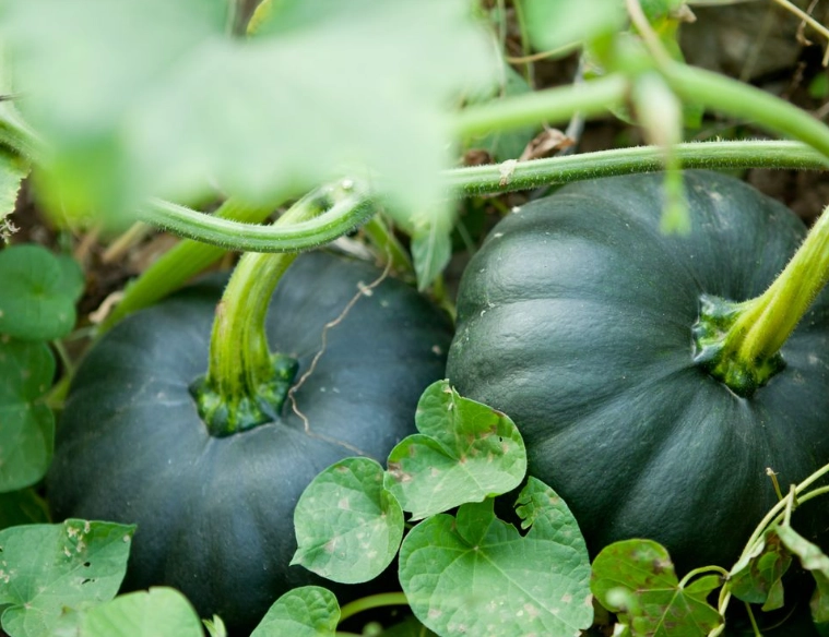 butternut pumpkin ripening signs