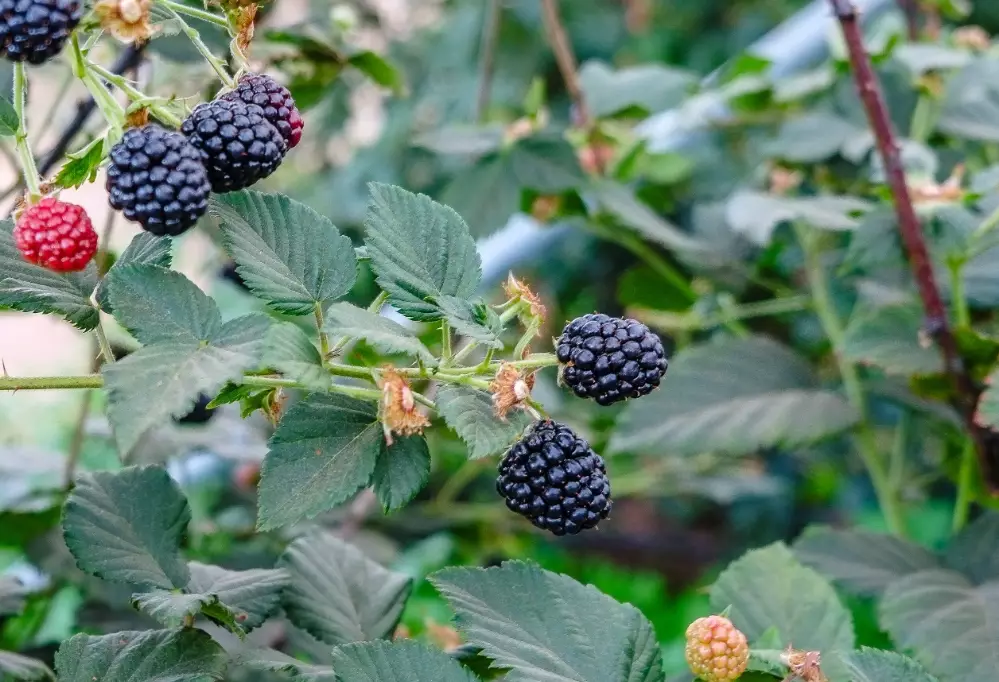 when to pick blackberries when to pick blackberries