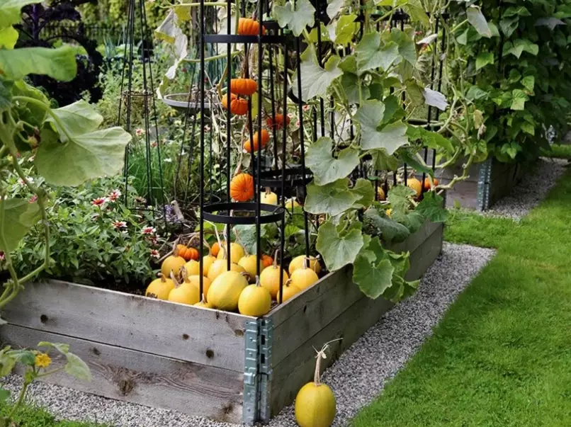 growing squash vertically