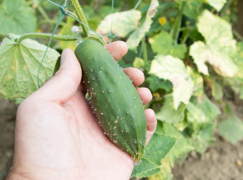 bitter cucumber causes