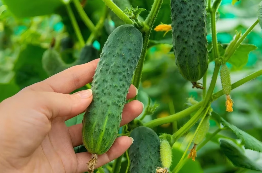 cucumber cucurbitacin cucumber cucurbitacin