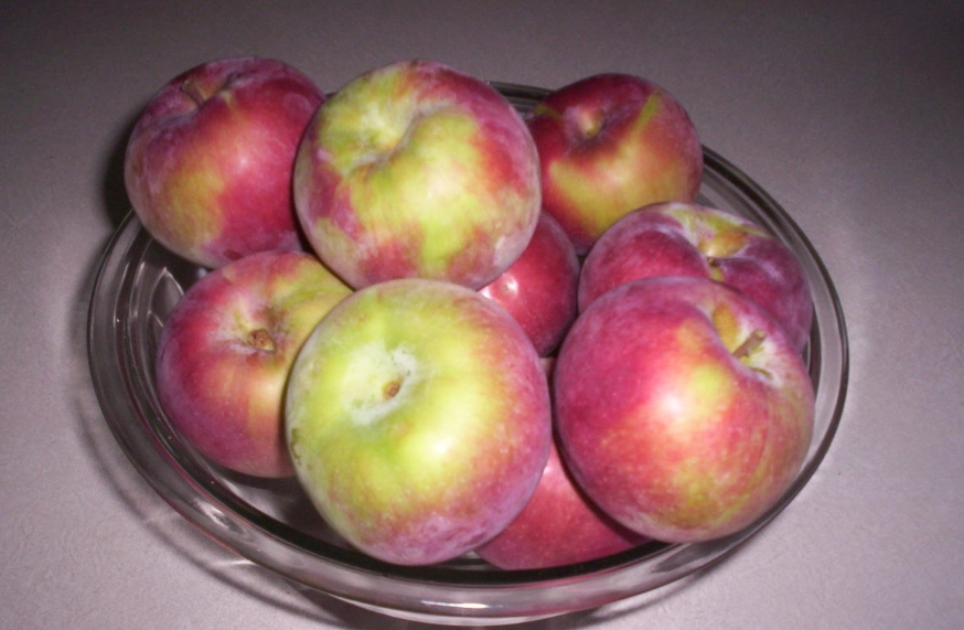 gala apple recipes gala apple recipes