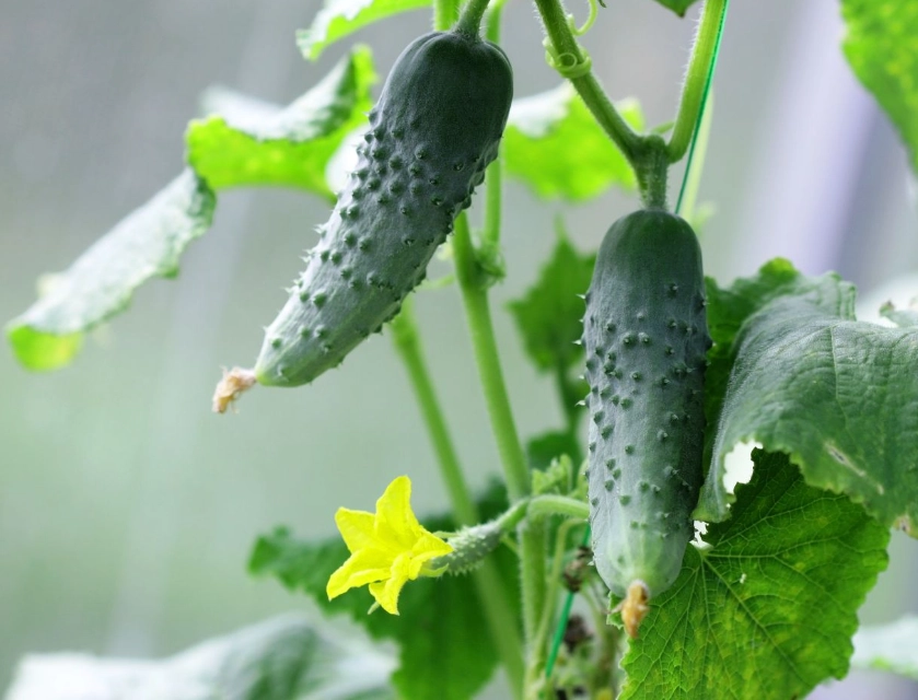 cucumber cucurbitacin cucumber cucurbitacin