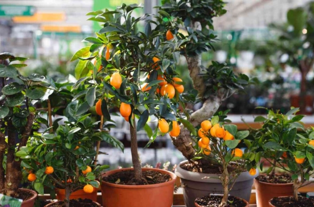when are kumquats ripe when are kumquats ripe