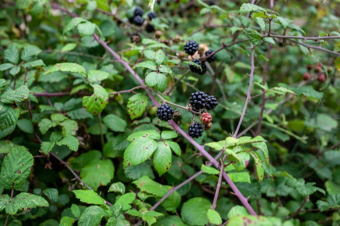 when to pick blackberries when to pick blackberries