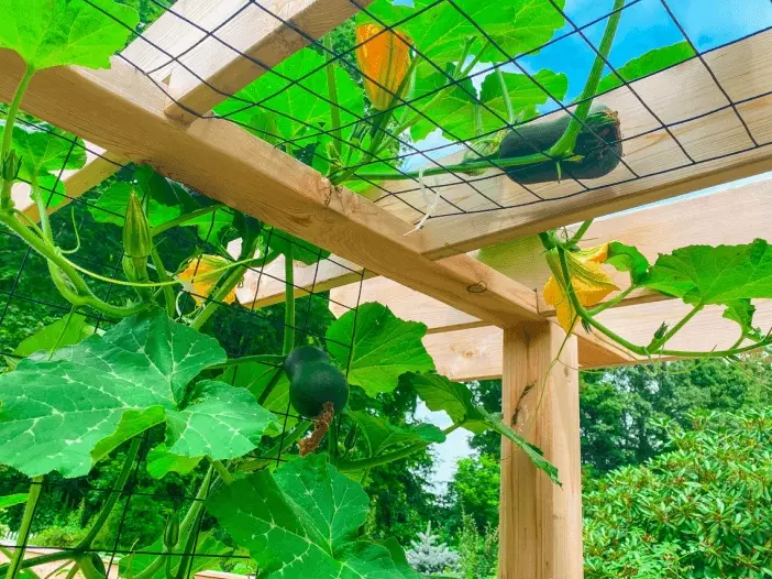 growing squash vertically