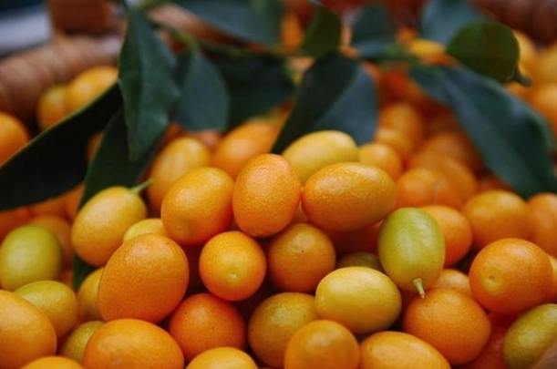 when are kumquats in season