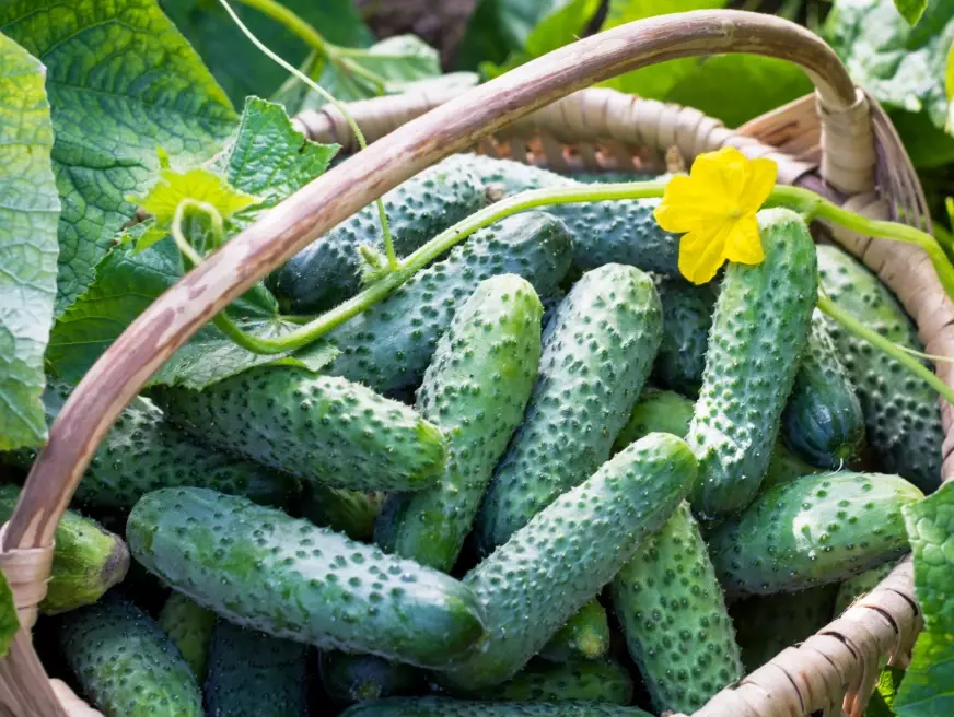 bitter cucumber causes bitter cucumber causes