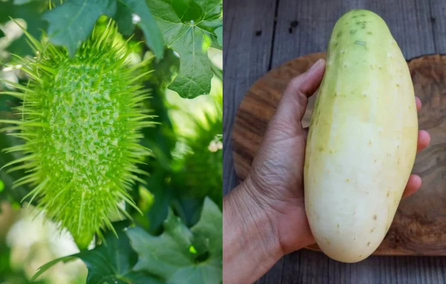 how to remove bitterness from cucumber how to remove bitterness from cucumber