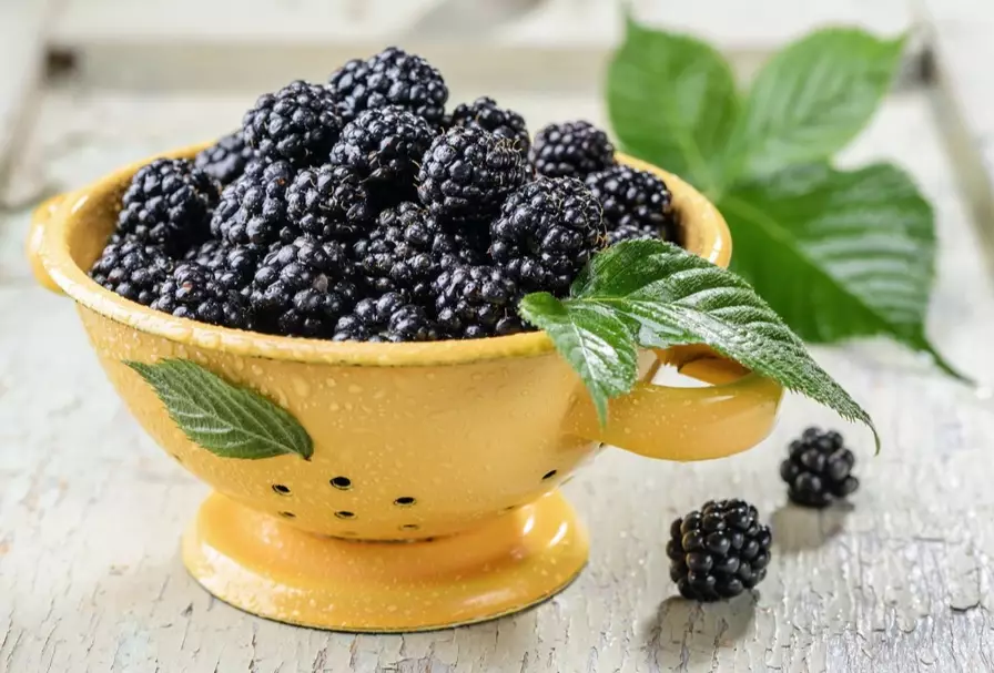 blackberry harvesting time blackberry harvesting time