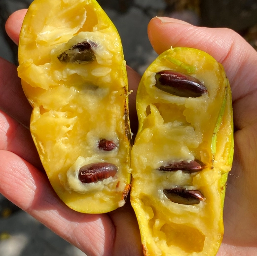 pawpaw harvest season