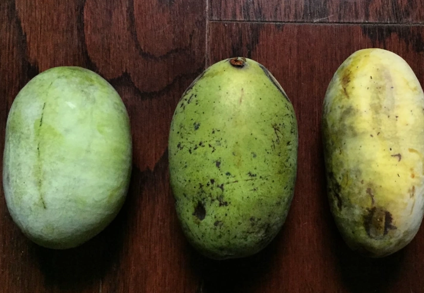 pawpaw harvest season