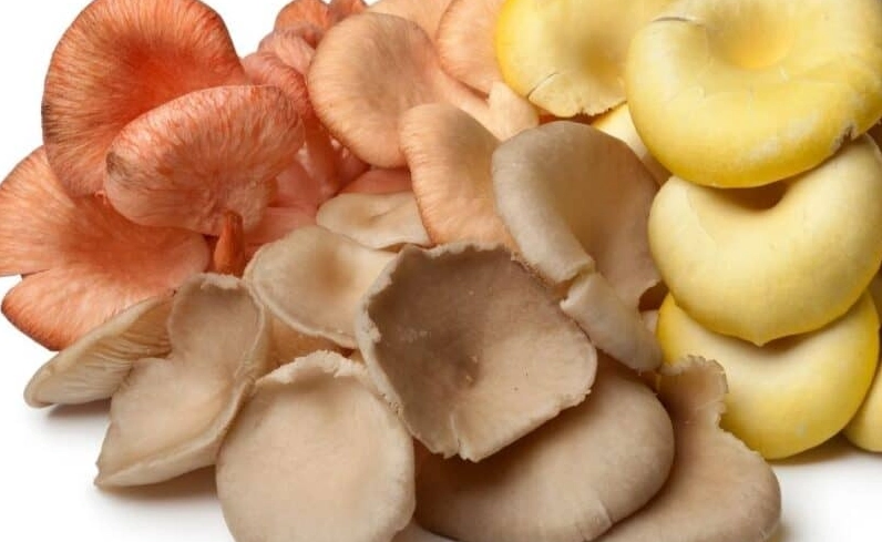 oyster mushroom flavor