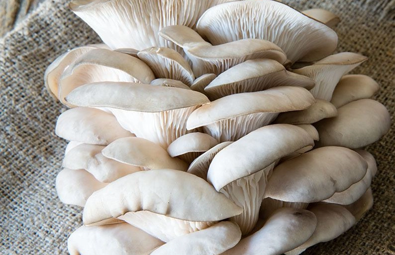 cooking oyster mushrooms