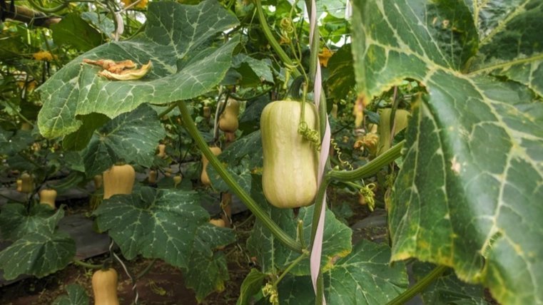 harvesting butternut squash